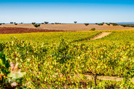 Rota_dos_Vinhos_Alentejo1