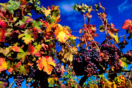 Rota-dos-Vinhos-do-Oeste