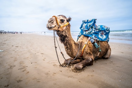 agadir-4996_0.jpg