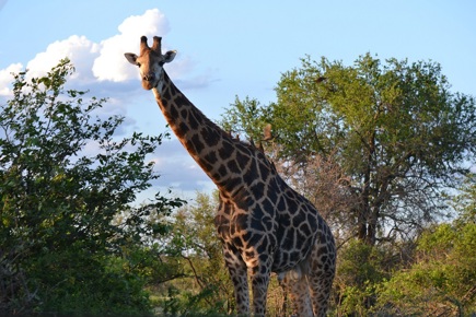 simplesmente-kruger-zanzibar-2676_0.jpg