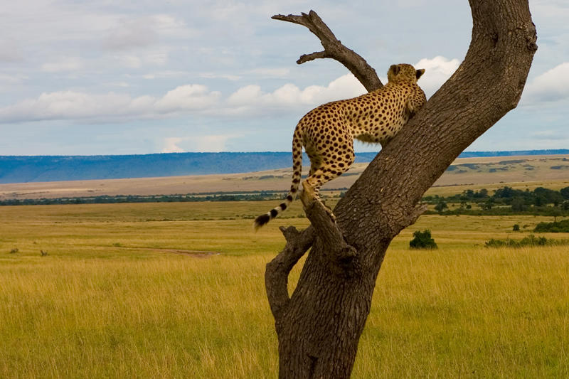 Uma chita sob vigia na reserva de Masai Mara, Quénia